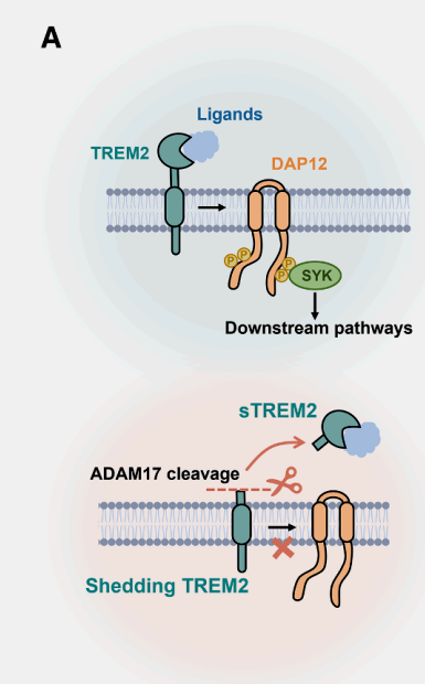 TREM2 cleavage mechanism schematic