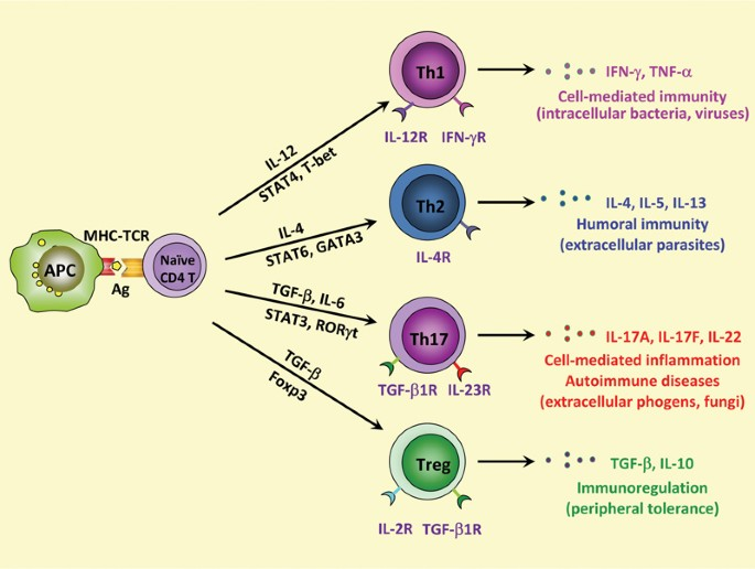 Th1/Th17 cell differentiation and EAE pathogenesis