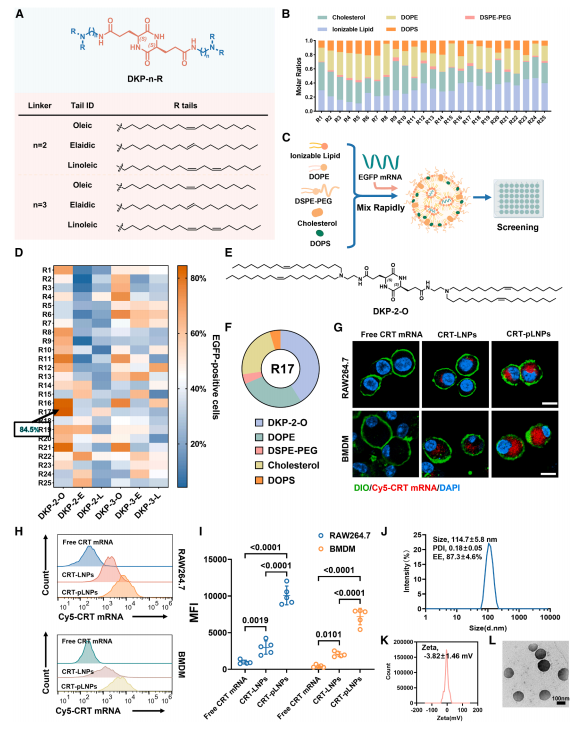 pLNP delivery system screening and characterization