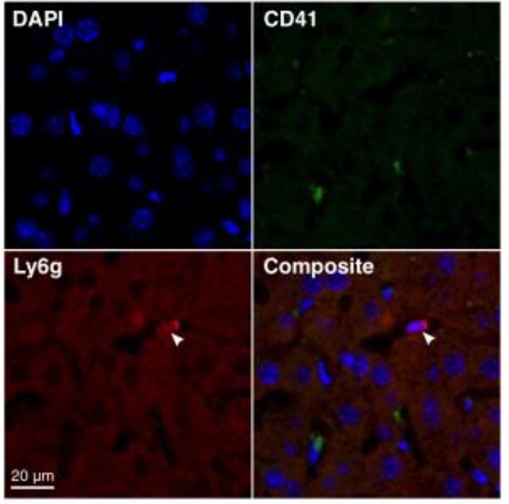 Multicolor Fluorescence Imaging