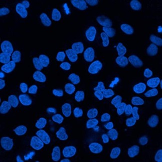 DAPI-Stained Cell Nuclei