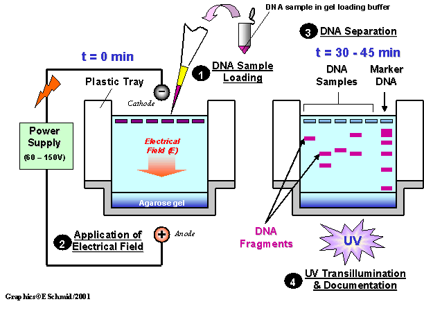 Standard Operating Procedure for Agarose Gel Electrophoresis