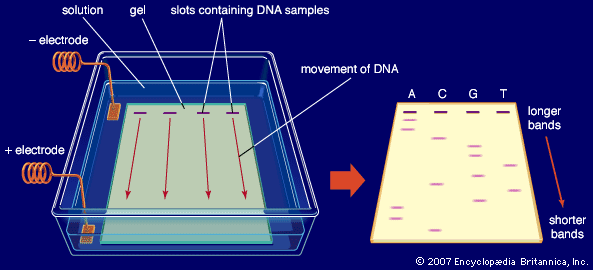 Schematic Diagram of Agarose Gel Electrophoresis Principle