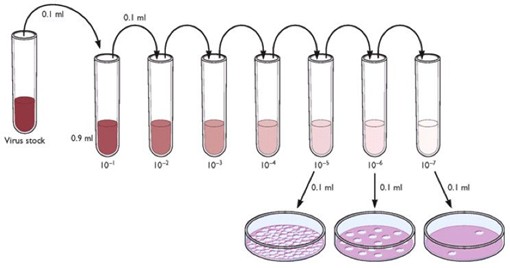 Viral Plaque Assay Experiment