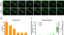 Long-Term Preservation of Fluorescent Samples