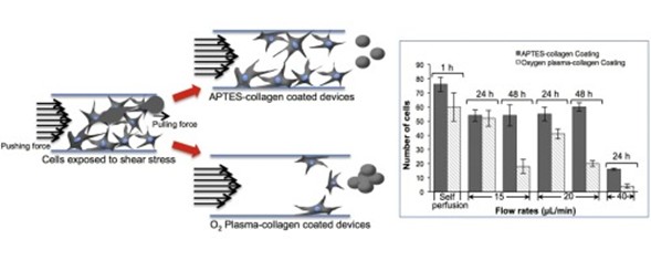 Cell Adhesion on Collagen Surface