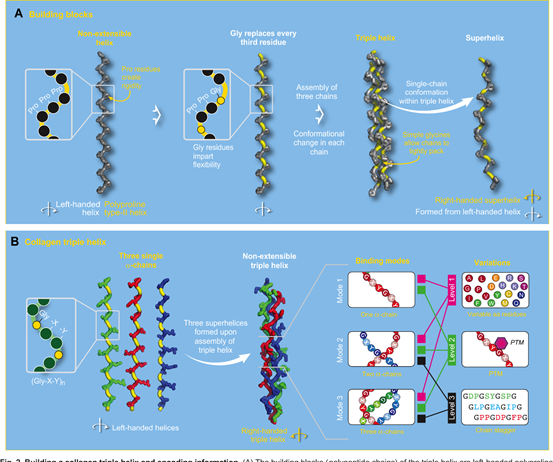 Triple Helix Structure of Collagen