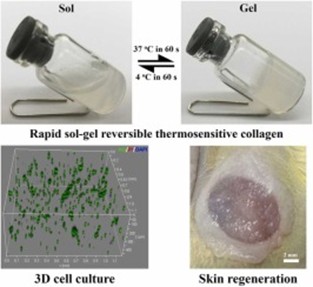 Cell Culture in 3D Collagen Gel