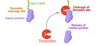 Principle of Fusion Protein Cleavage