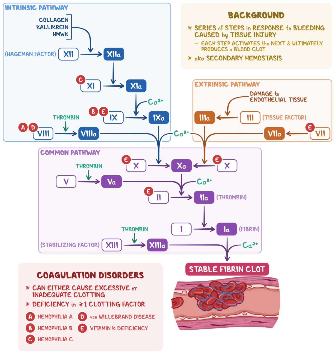 Schematic Diagram of Coagulation Cascade