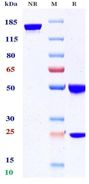 Anti-TL1A Monoclonal Antibody(Afimkibart)