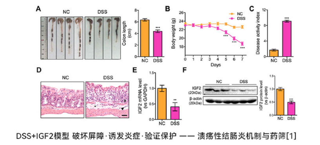 IBD 实验人速存！DSS 造模 + 机制研究全流程方案