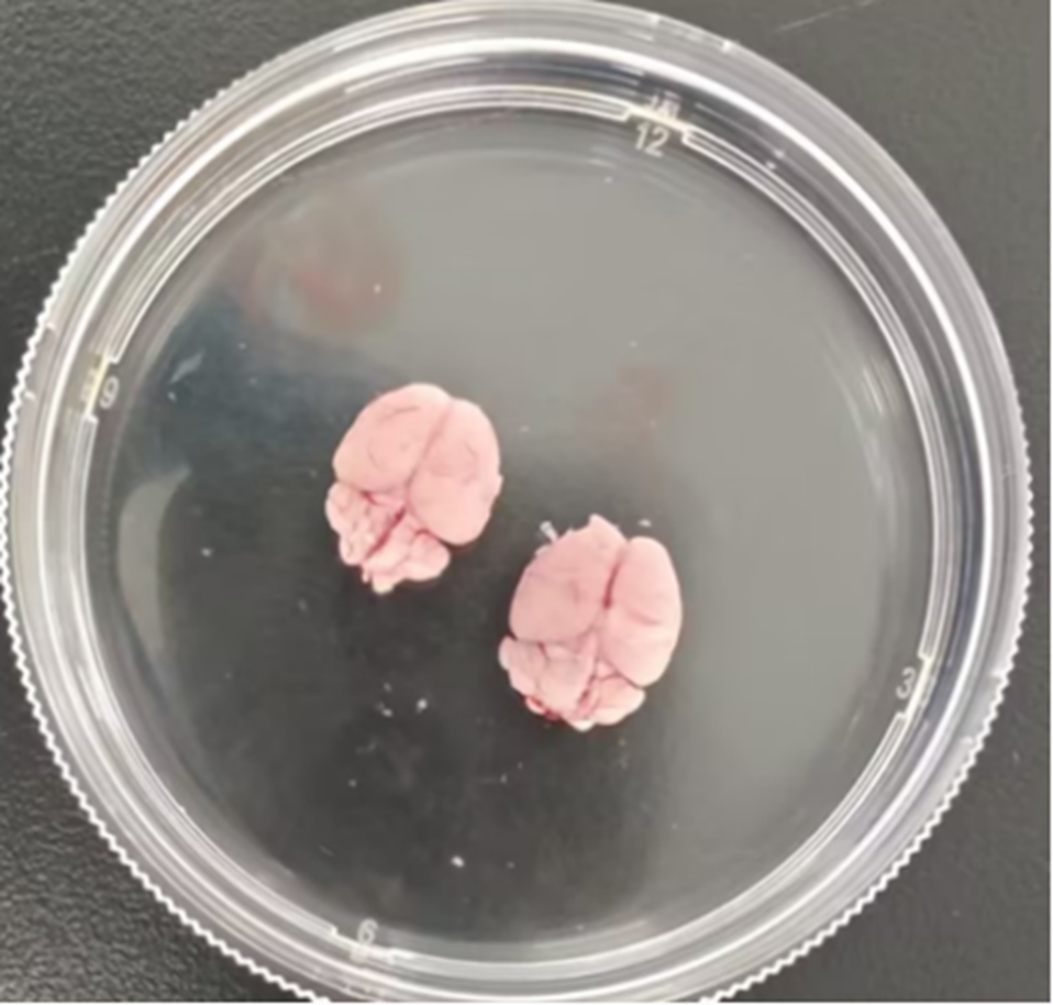 小鼠脑组织解离试剂盒技术原理与实验应用全解析