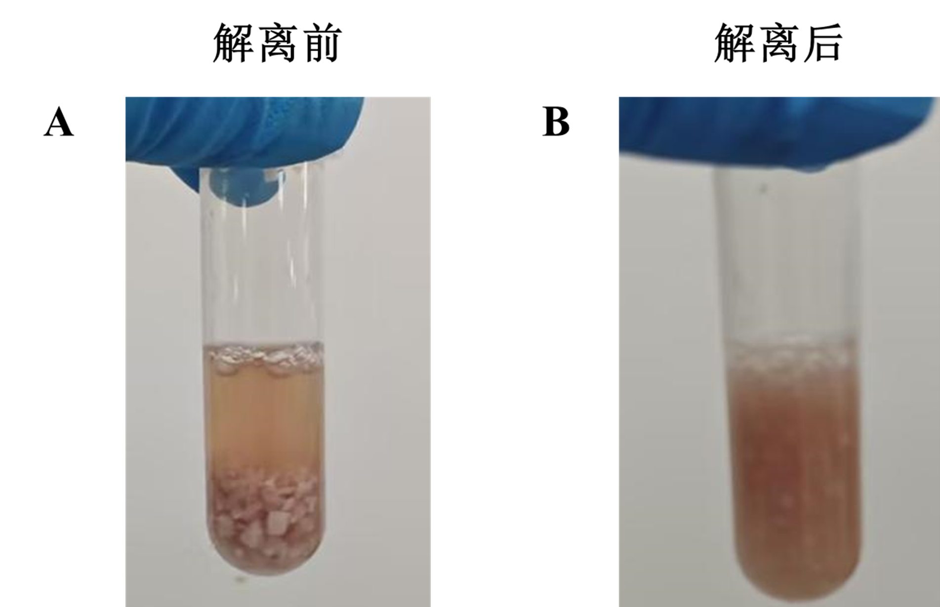 小鼠脑组织解离试剂盒技术原理与实验应用全解析