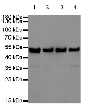 Goat anti-Rabbit IgG(H+L)-HRP Antibody