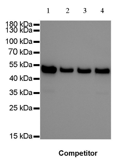 Goat anti-Rabbit IgG(H+L)-HRP Antibody