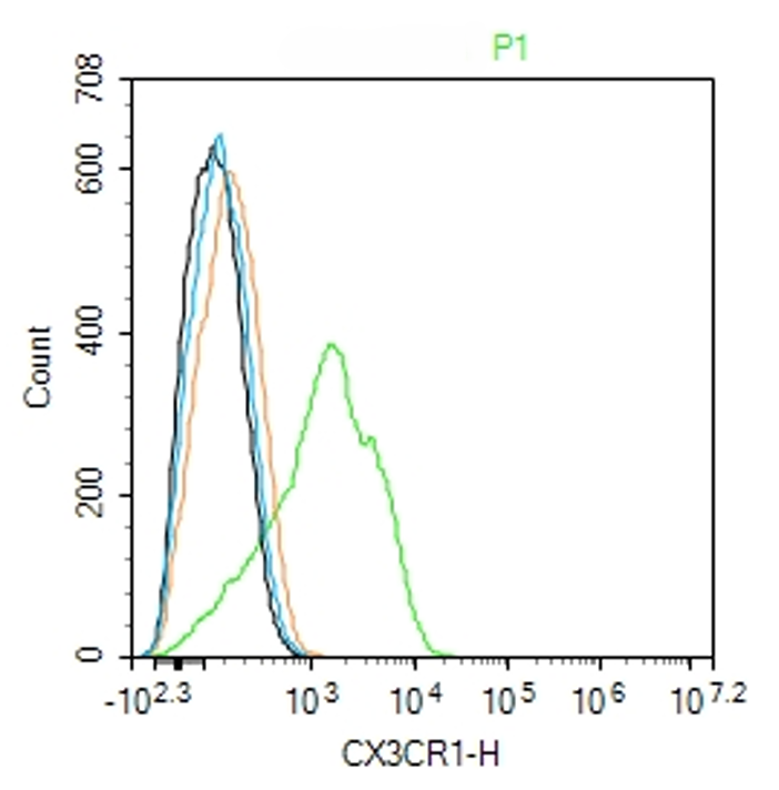 Rabbit anti-CX3CR1 Polyclonal Antibody