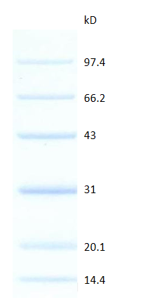 蓝色预染低分子量蛋白 Marker (14.4-97.4kDa)