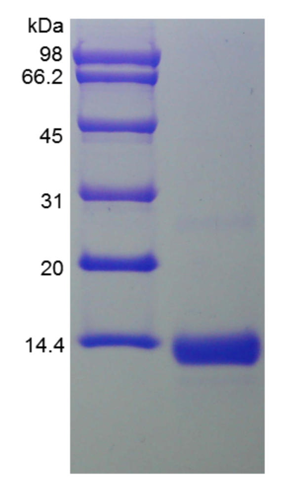 Recombinant Human BMP-4 Protein