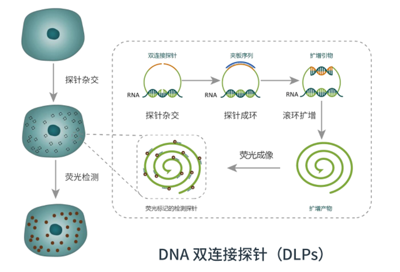 GeneScope RNA 原位杂交技术 —— 单分子级解码基因时空表达，赋能空间组学研究
