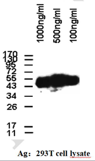 Mouse anti-β-Tubulin Monoclonal Antibody