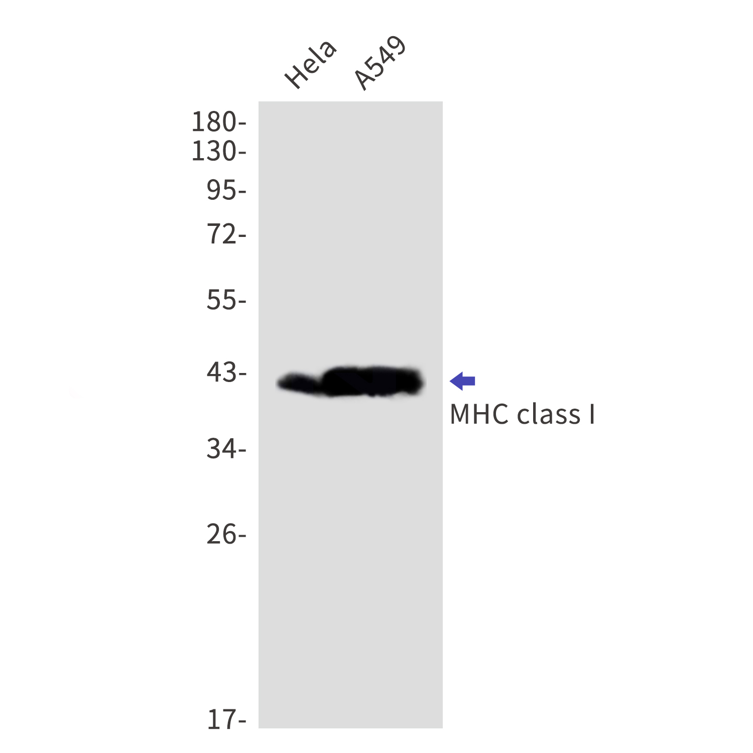 Rabbit antiMHC Class I Monoclonal Antibody5C6_Absin_优宁维(univ)商城
