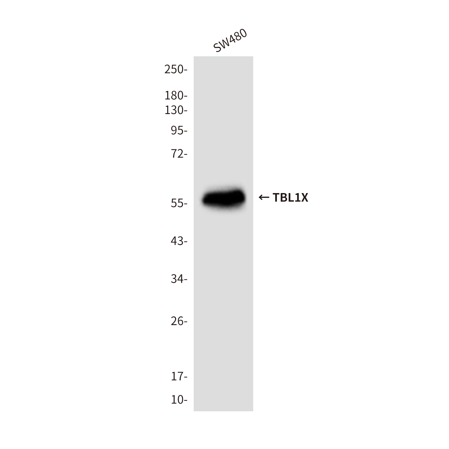 Mouse anti-TBL1X Monoclonal Antibody(4H2)