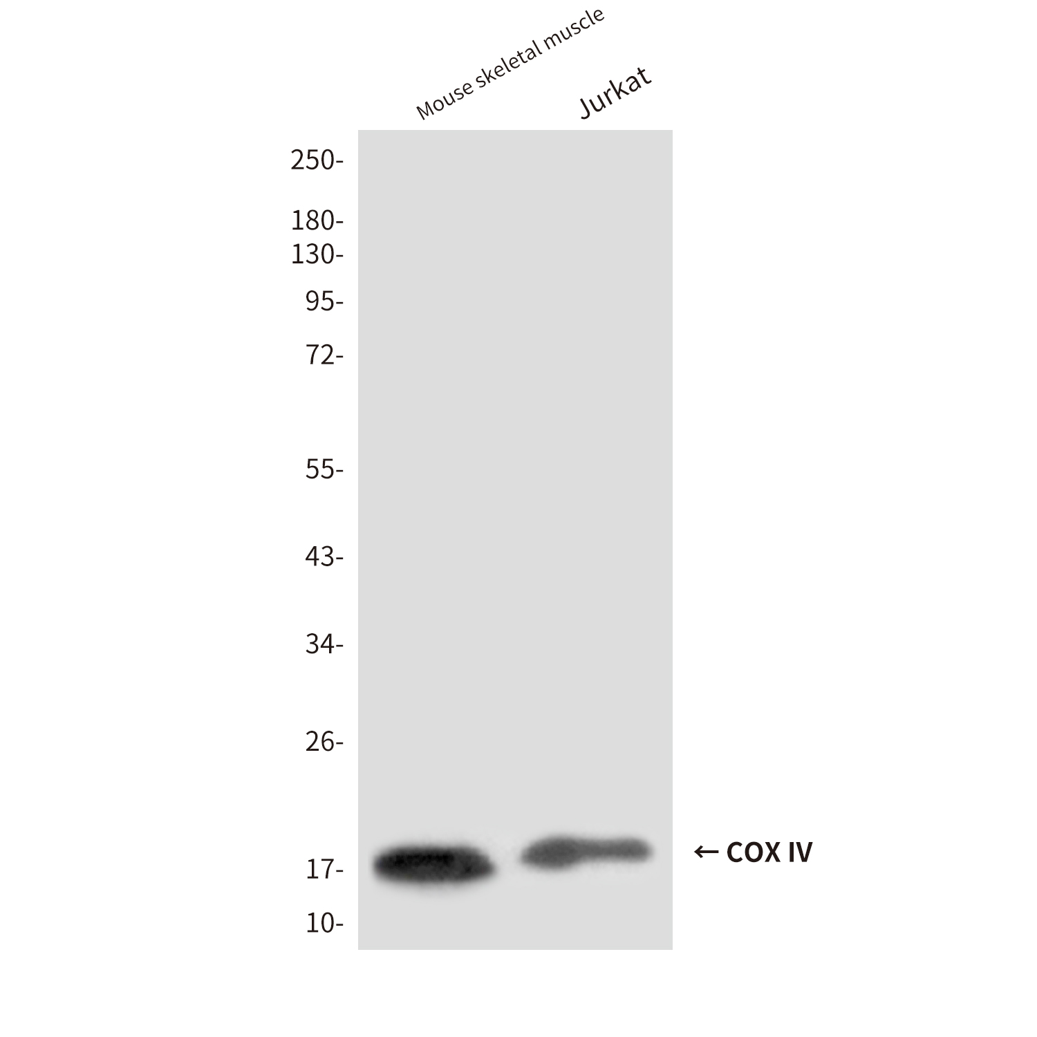 Mouse anti-COX IV Monoclonal Antibody(4D11)