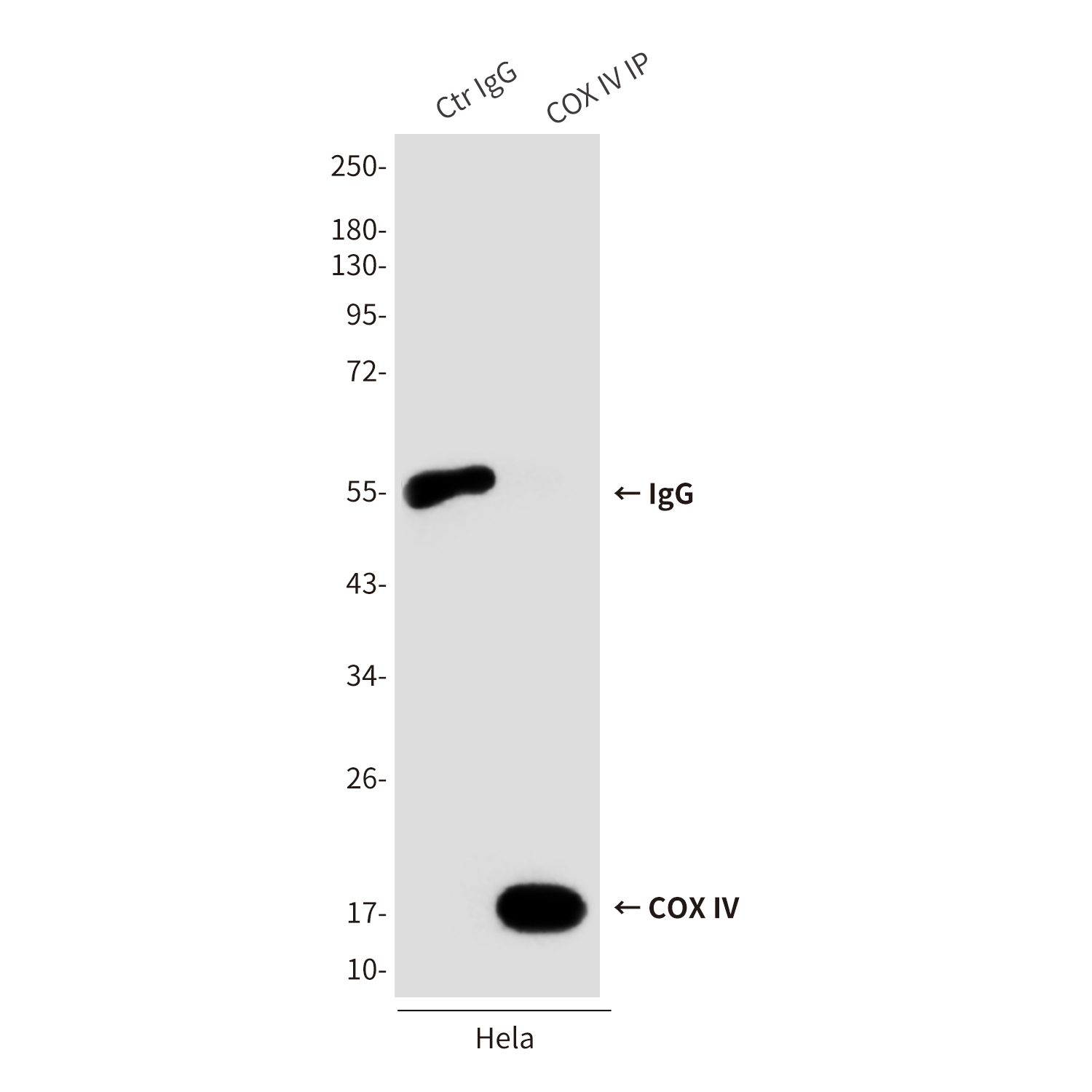 Mouse anti-COX IV Monoclonal Antibody(4D11)