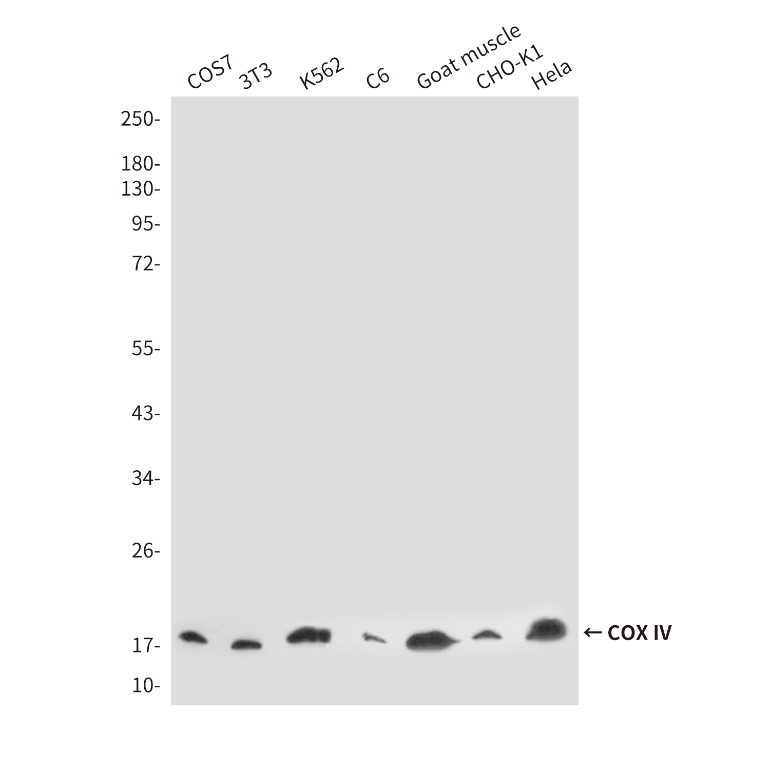 Mouse anti-COX IV Monoclonal Antibody(4D11)