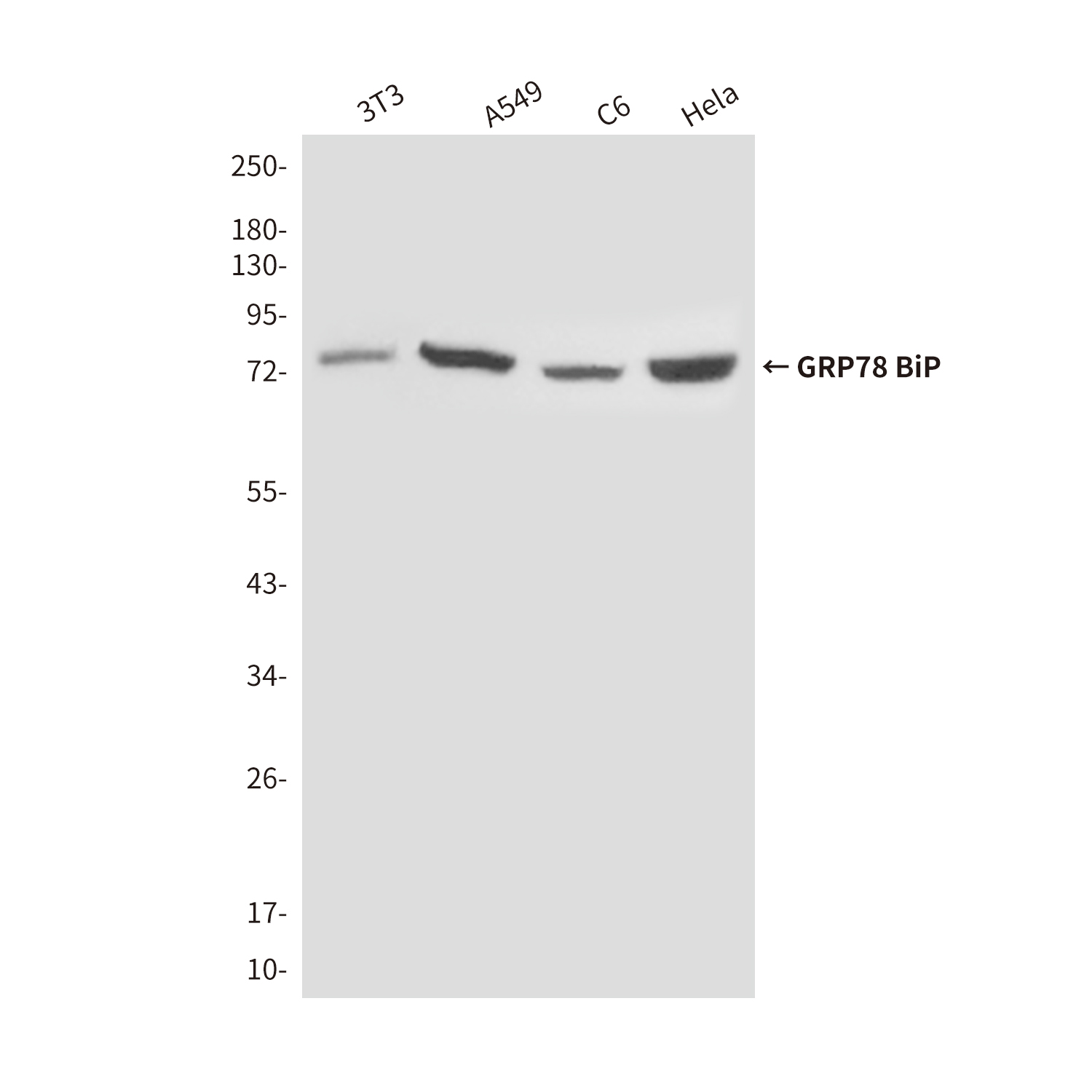 Mouse anti-GRP78 BiP Monoclonal Antibody(4F11)