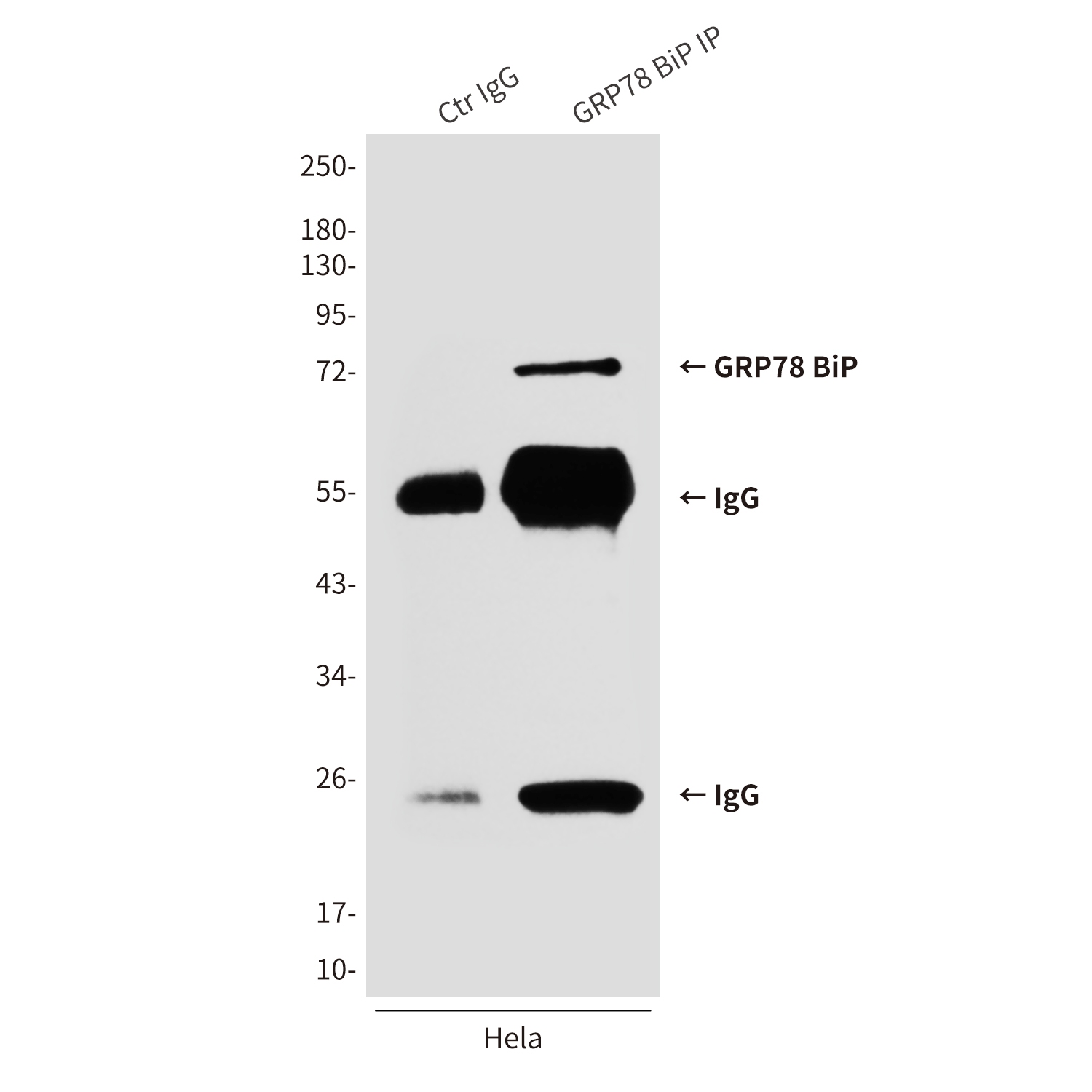 Mouse anti-GRP78 BiP Monoclonal Antibody(4F11)