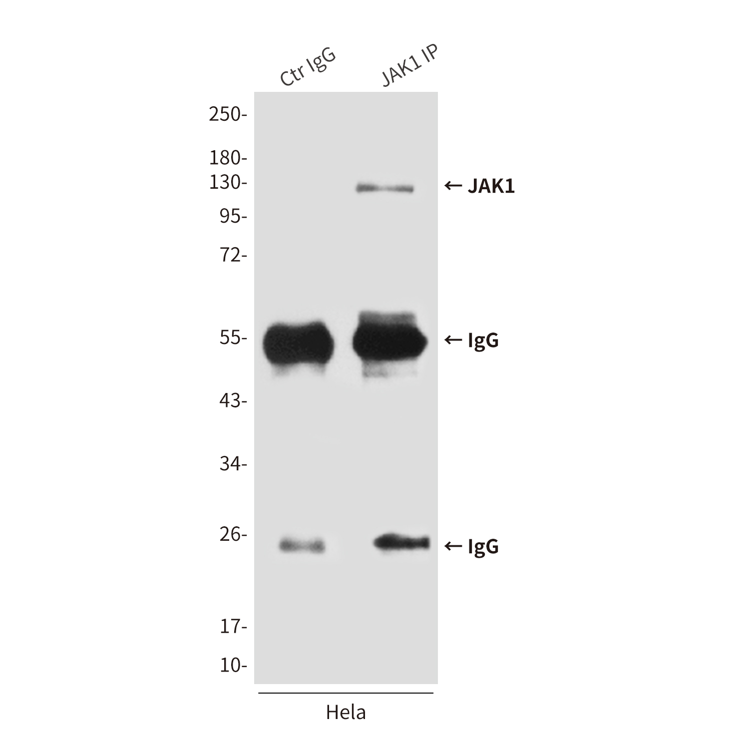 Mouse anti-JAK1 Monoclonal Antibody(8B8)