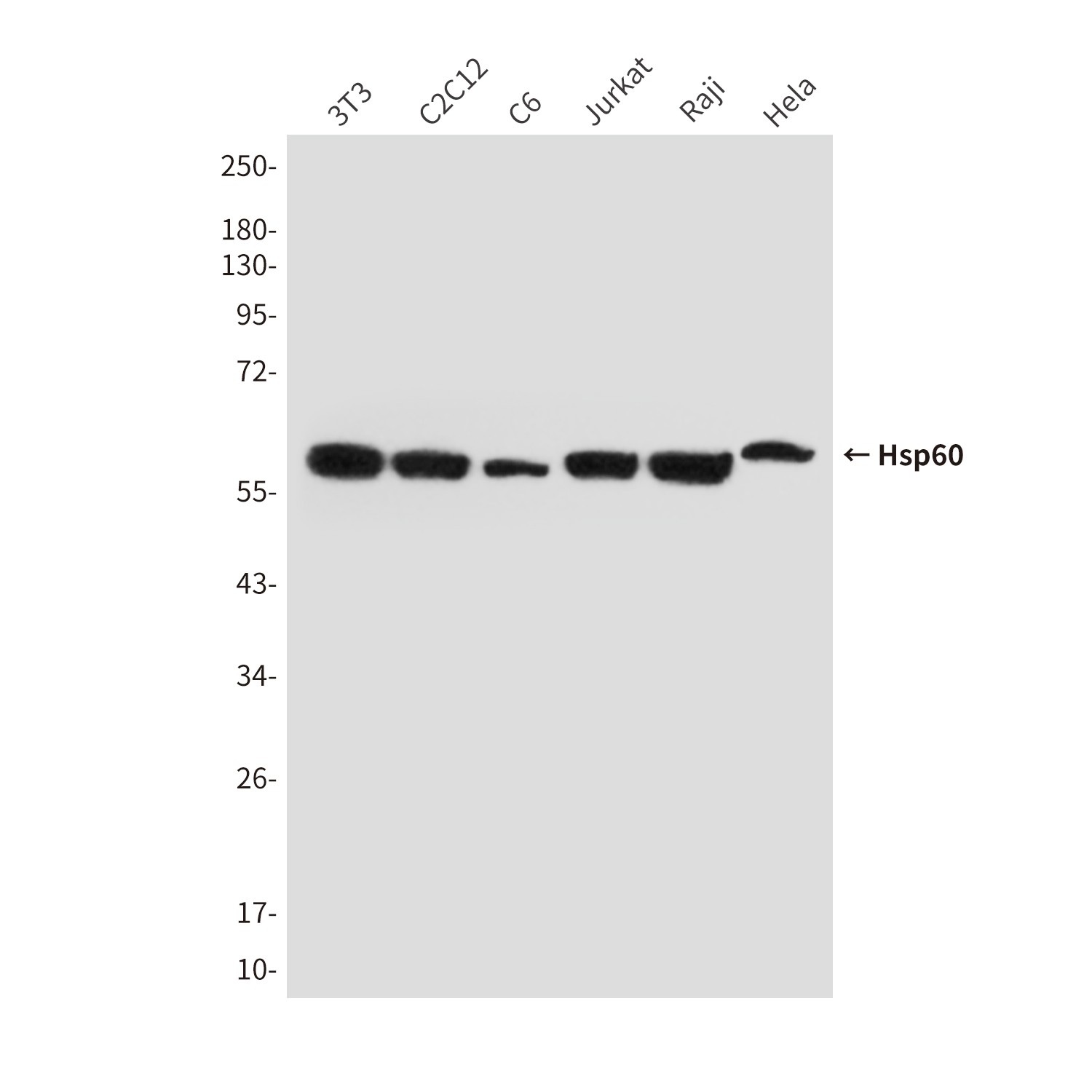 Mouse anti-Hsp60 Monoclonal Antibody(6C8)