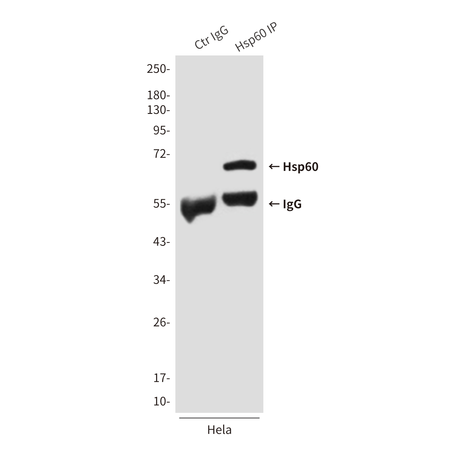 Mouse anti-Hsp60 Monoclonal Antibody(6C8)