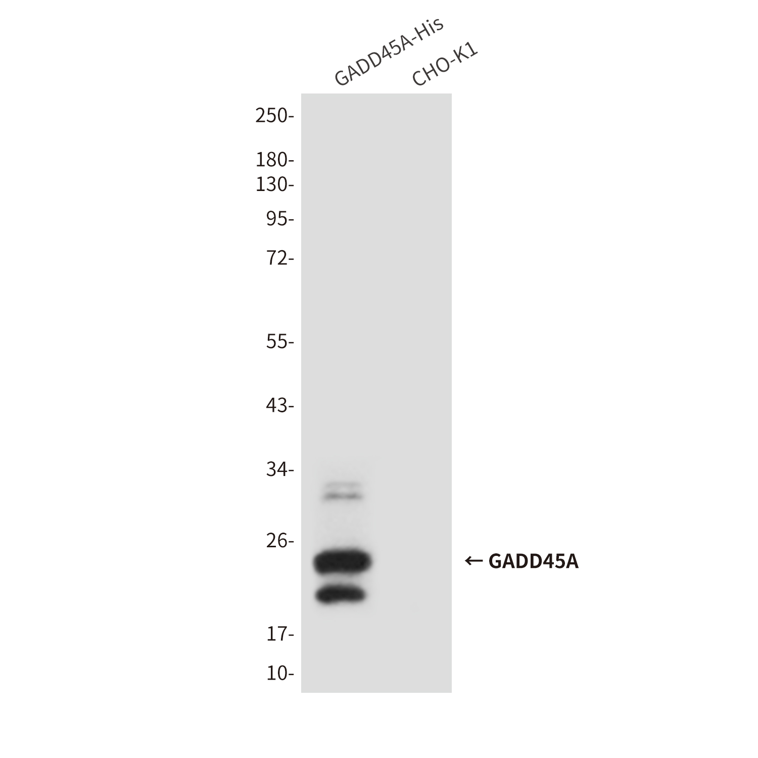 Mouse anti-GADD45A Monoclonal Antibody(6C3)