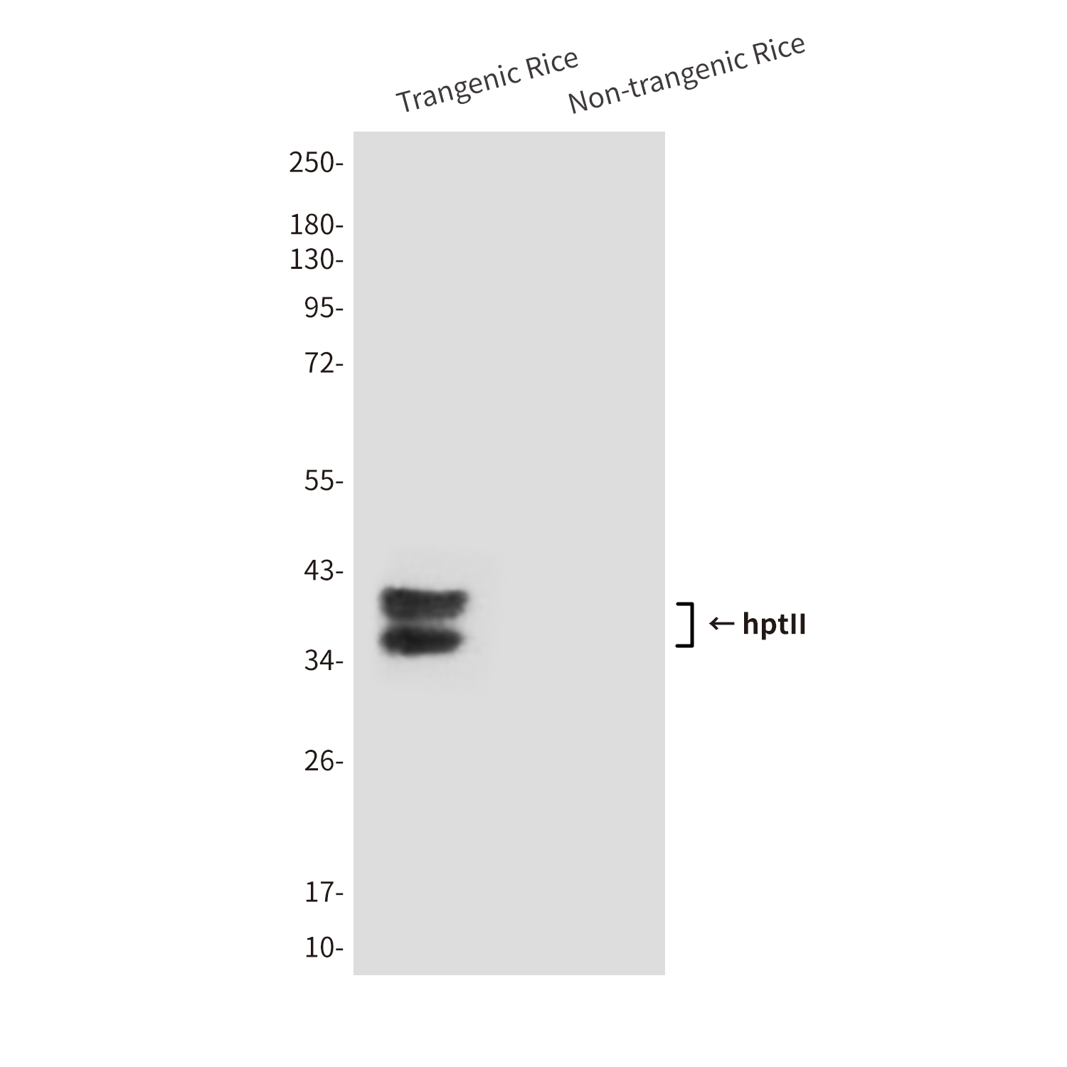 Mouse anti-hptII Monoclonal Antibody(2D3)