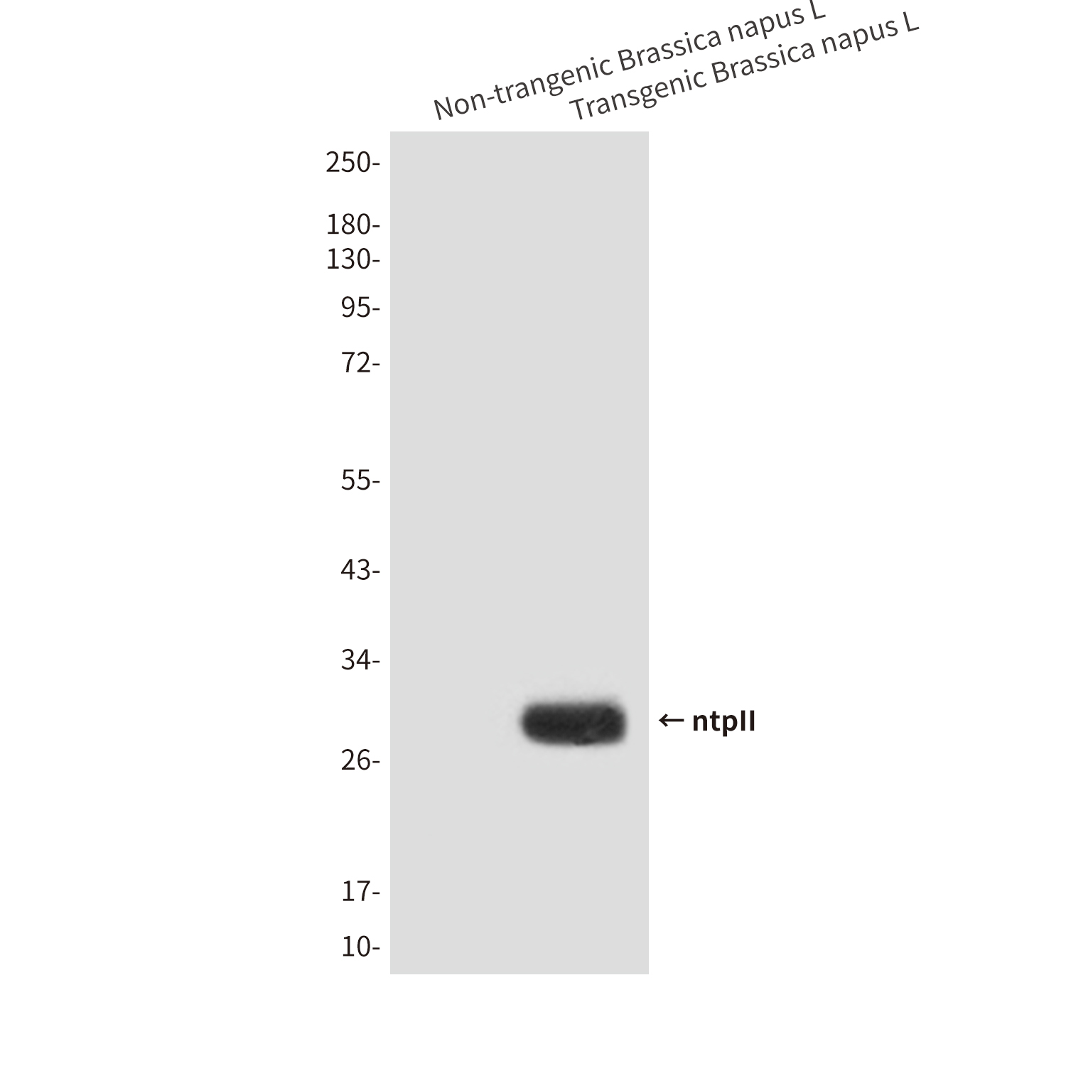 Mouse anti-ntpII Monoclonal Antibody(4E9)