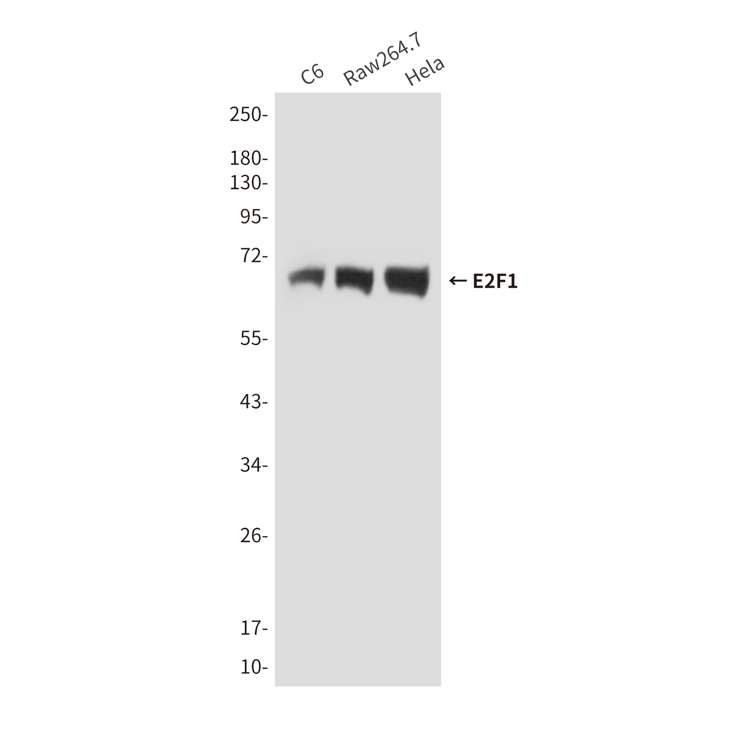 Mouse anti-E2F1 Monoclonal Antibody(4G8)