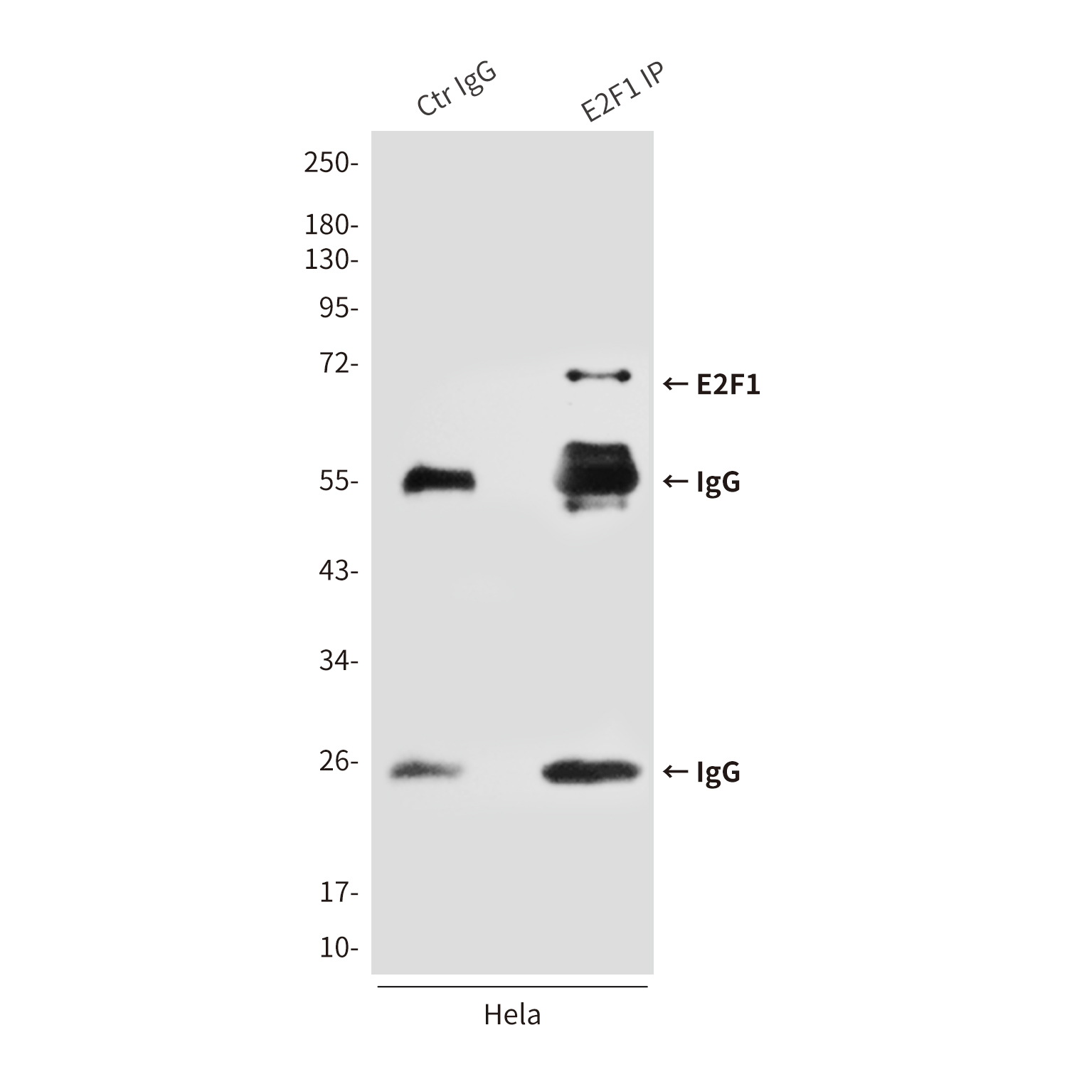 Mouse anti-E2F1 Monoclonal Antibody(4G8)