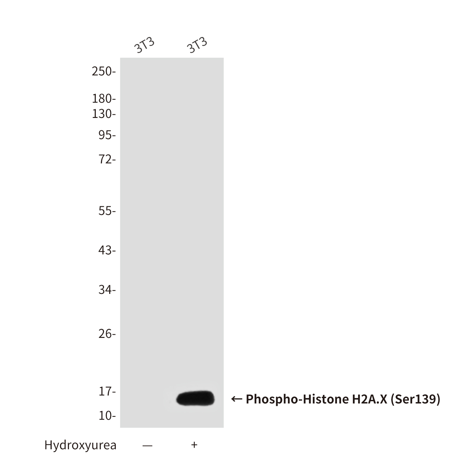 Mouse anti-Phospho-Histone H2A.X(Ser139)(2A9) Monoclonal Antibody(2A9)