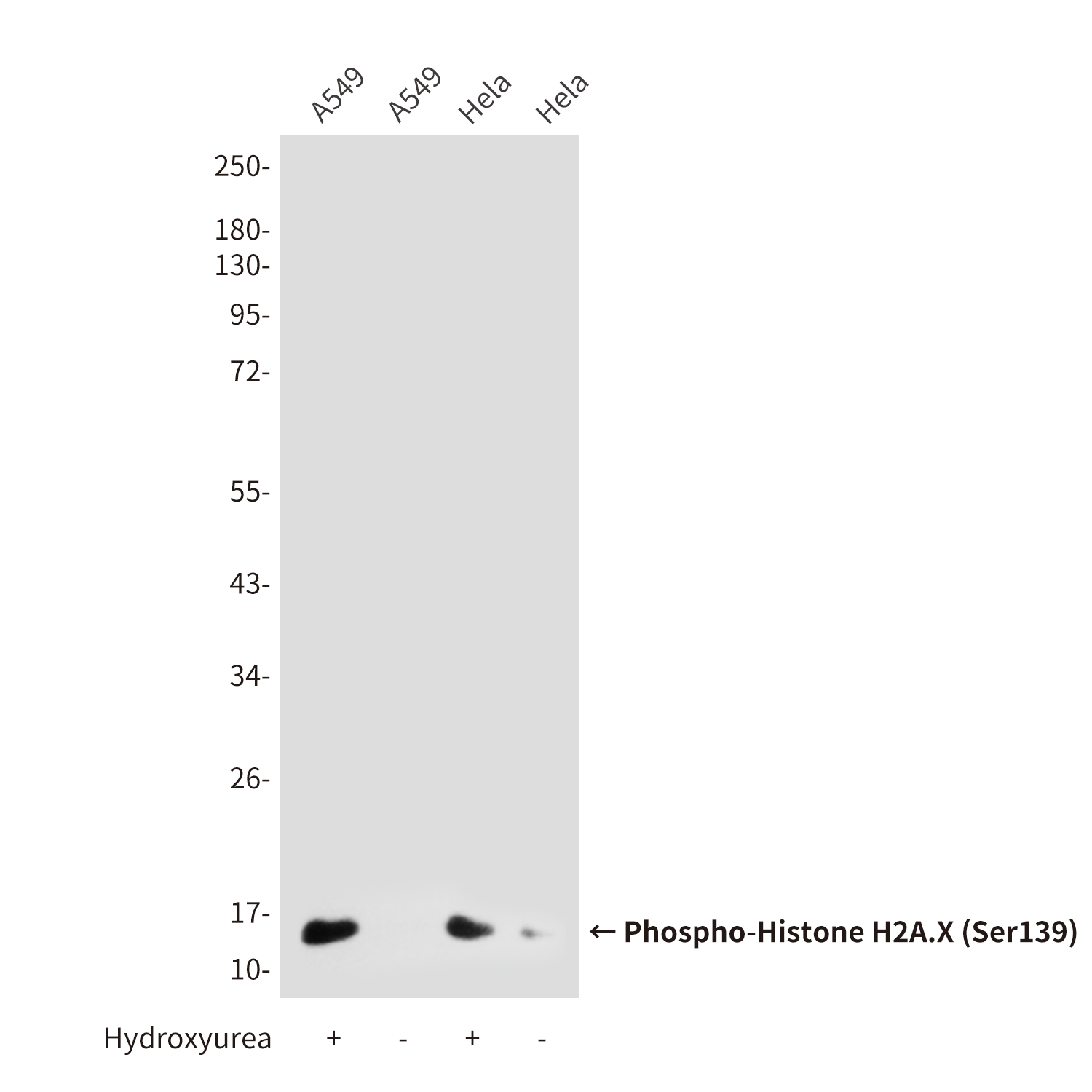 Mouse anti-Phospho-Histone H2A.X(Ser139)(2A9) Monoclonal Antibody(2A9)