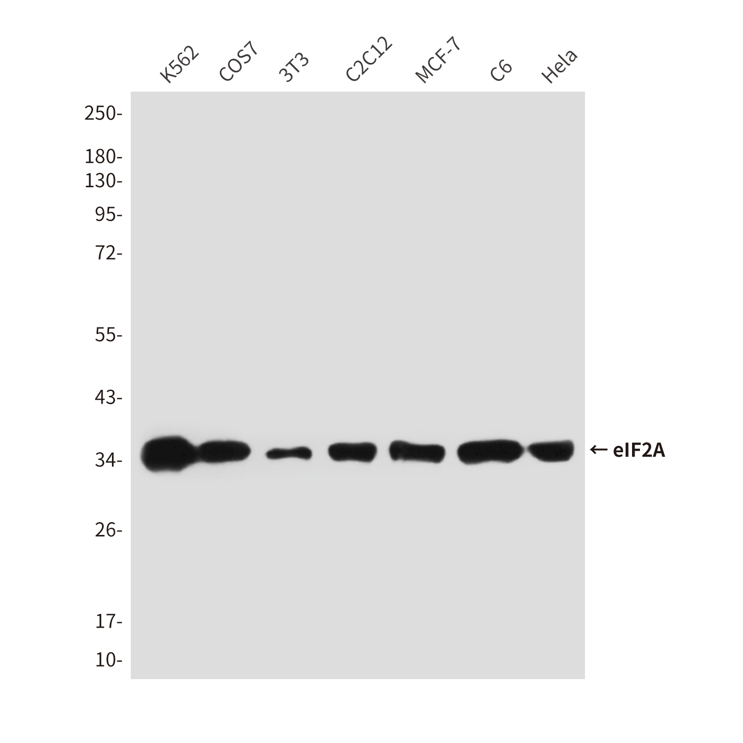 Mouse anti-eIF2A Monoclonal Antibody(2E4F5)