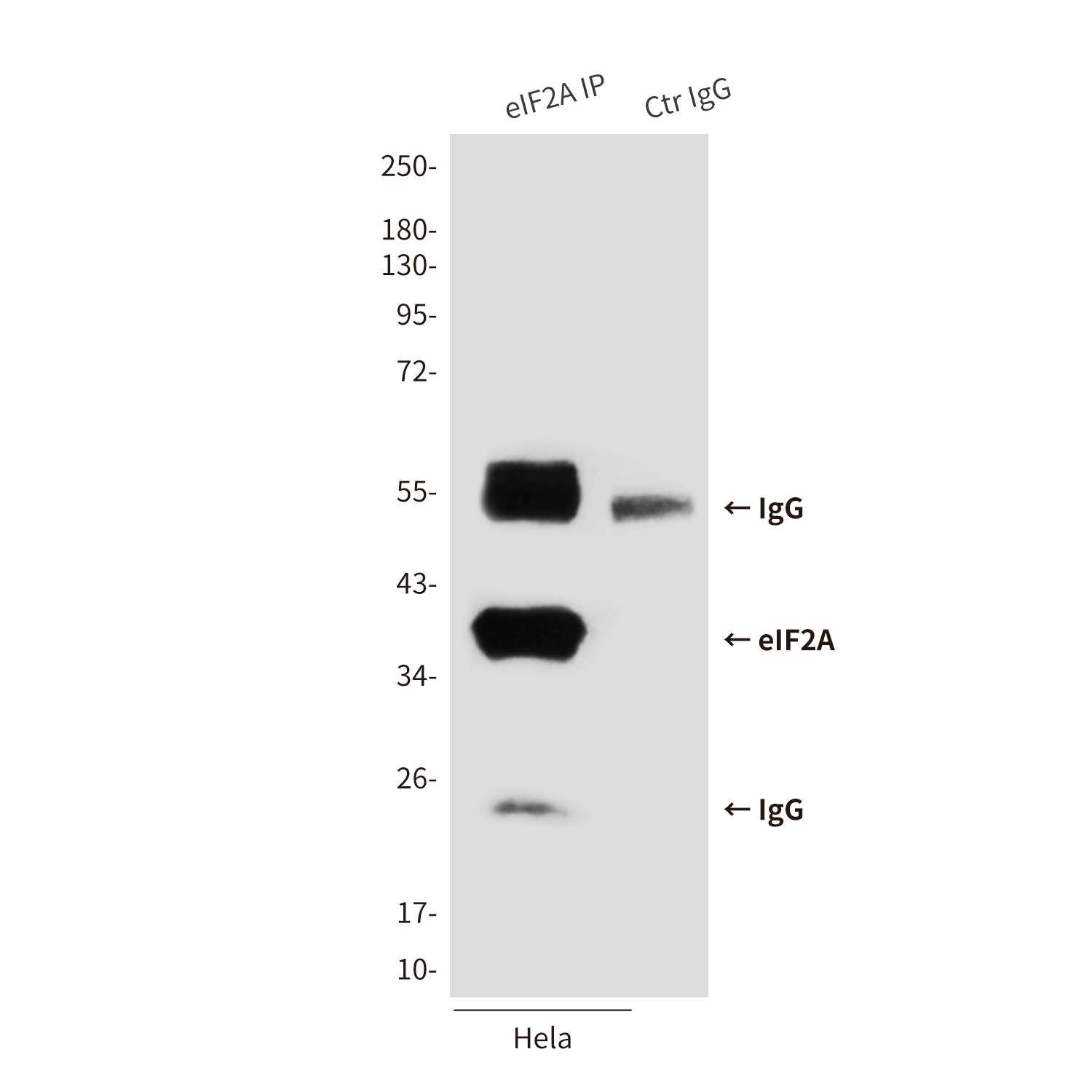 Mouse anti-eIF2A Monoclonal Antibody(2E4F5)