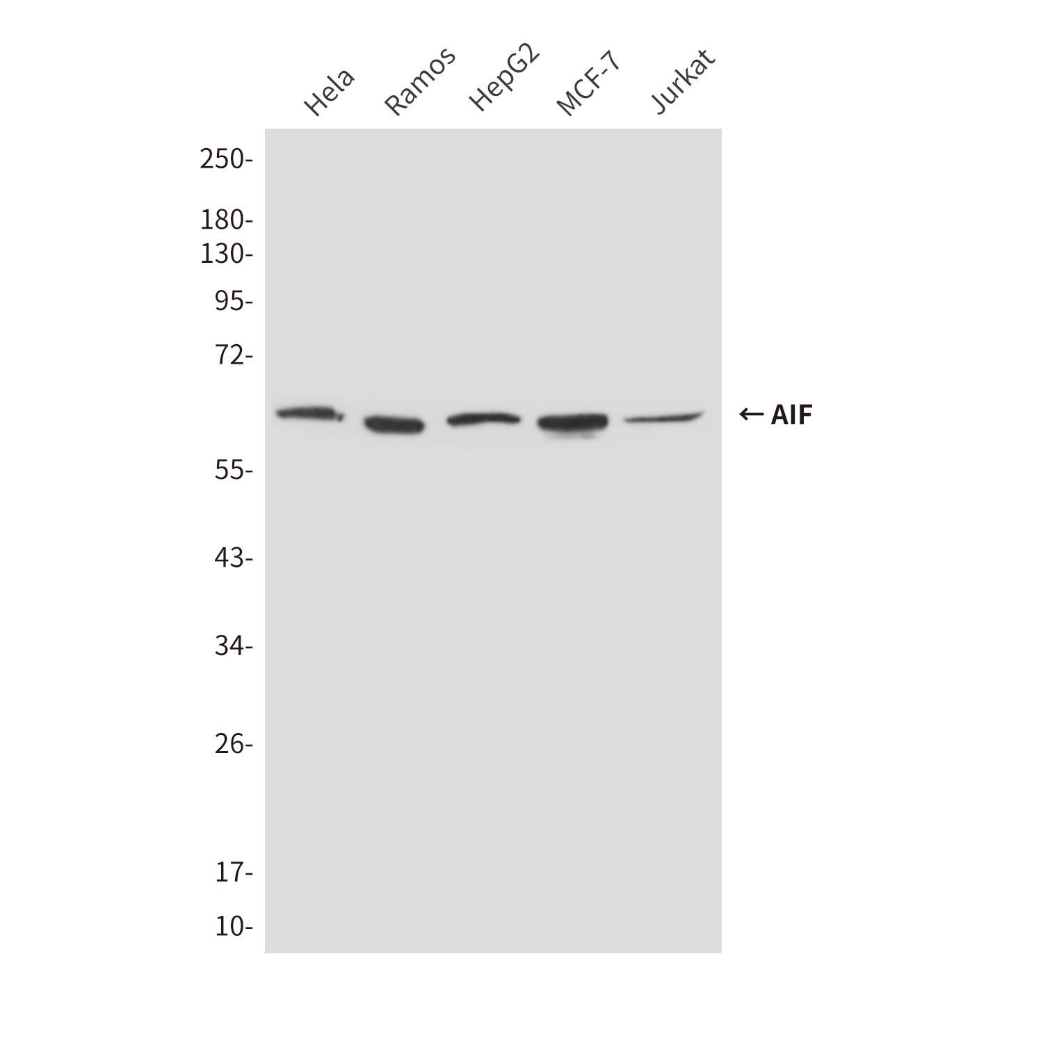 Mouse anti-AIF Monoclonal Antibody(8H1)