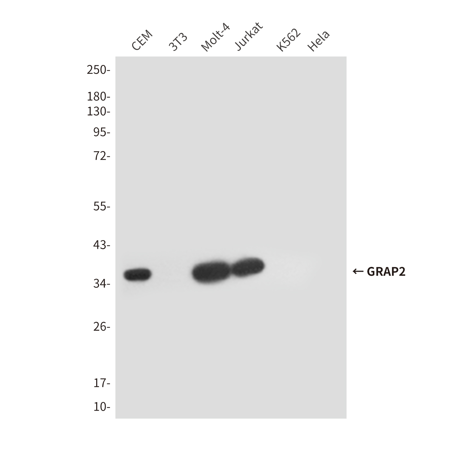 Mouse anti-GRAP2 Monoclonal Antibody(5C7)