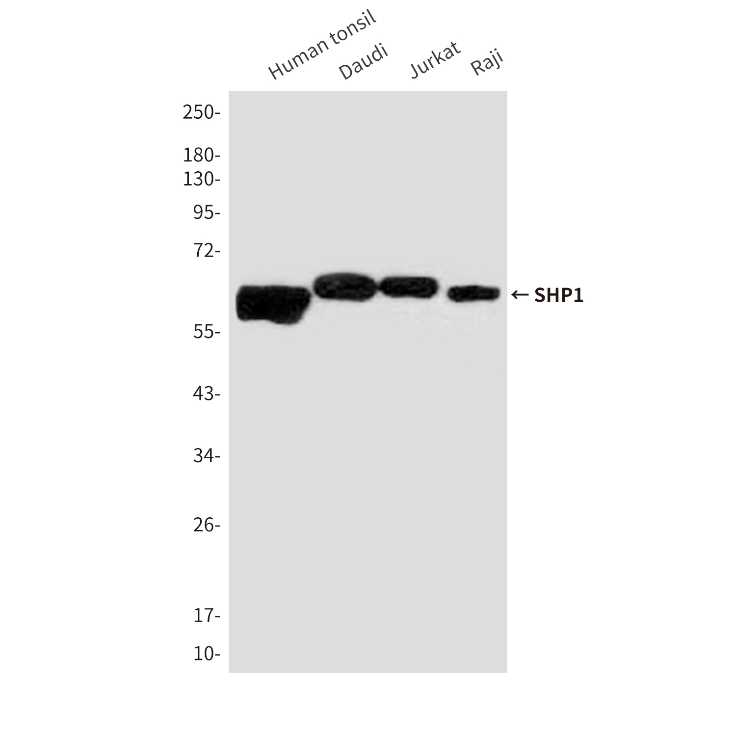 Mouse anti-SHP1 Monoclonal Antibody(2B7)