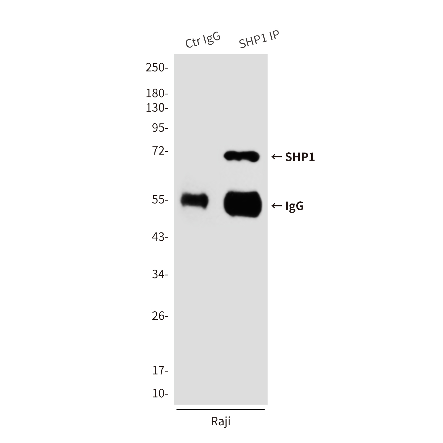 Mouse anti-SHP1 Monoclonal Antibody(2B7)