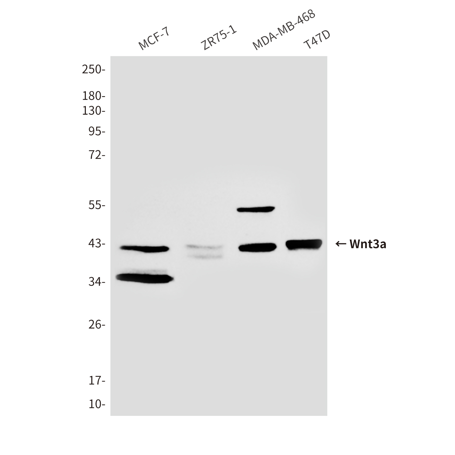 Mouse anti-Wnt3a Monoclonal Antibody(6H11)
