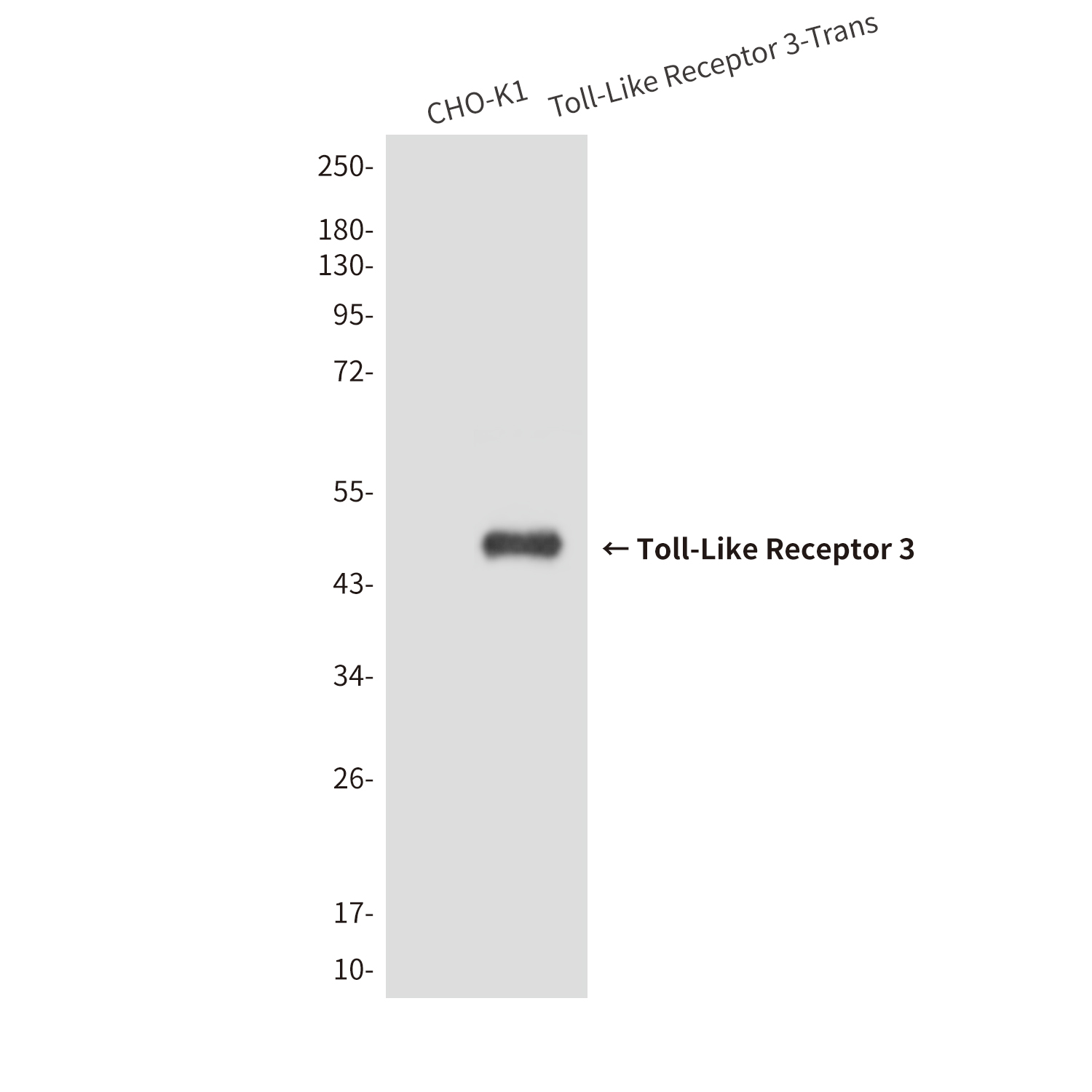 Mouse anti-Toll-Like Receptor 3 Monoclonal Antibody(2F10)
